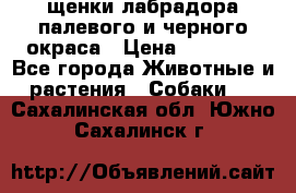 щенки лабрадора палевого и черного окраса › Цена ­ 30 000 - Все города Животные и растения » Собаки   . Сахалинская обл.,Южно-Сахалинск г.